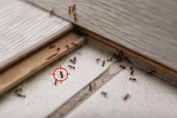 Best Spider Control Near Me  in Prescott, WI