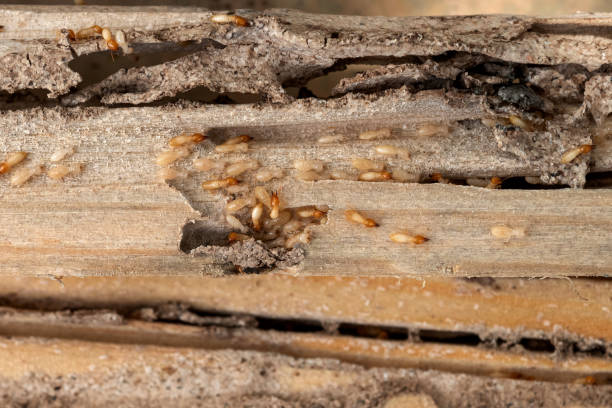 Best Best Pest Control Companies  in Prescott, WI